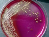 biologie moléculaire biologie moléculaire