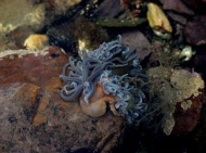 biologie marine biologie marine