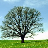 Ingénieur Agricole