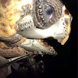 Une mâchoire imprimée greffée sur une tortue blessée