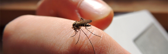 Devenir invisible aux moustiques ?