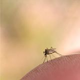 Devenir invisible aux moustiques ?